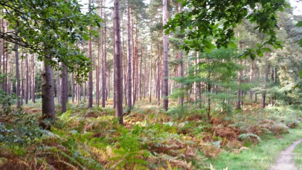 Cover Image for The Adventures Of James – Trees Everywhere